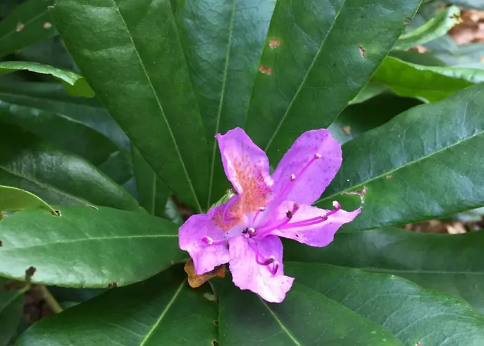 Casa de Férias La Maison De Rejane